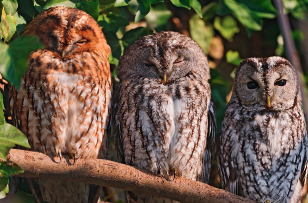 Three isn’t a crowd when it comes to your social media’s content strategy. Plus, if you’re an owl it’s called a Parliament.