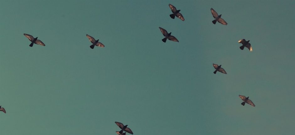 twitter tips for beginners and budding social media marketers