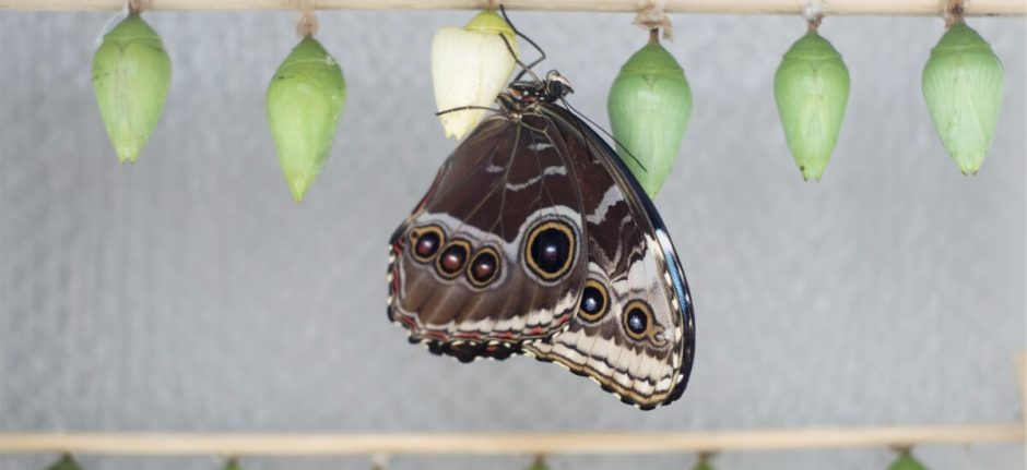 Social Media APIs Transform Businesses—Here’s Why | Hootsuite Blog