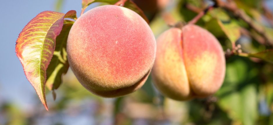 Soziale Netzwerk Peach