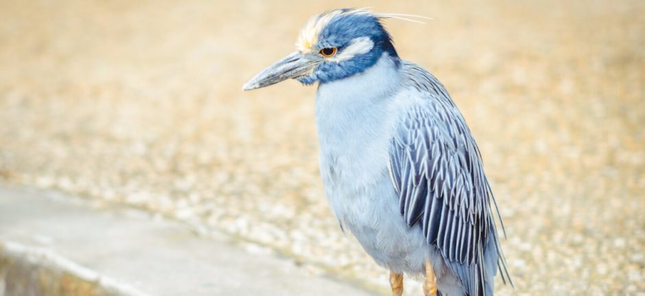 How People Use Twitter to Find Your Business | Hootsuite Blog