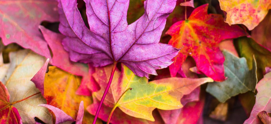 Social Media News You Need to Know: September 2016 Roundup | Hootsuite Blog