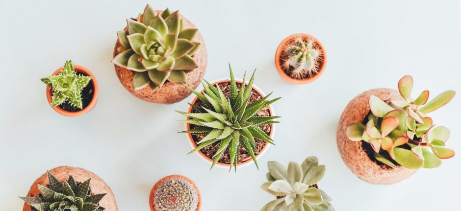Growth Plays: 3 Start-Ups Share their Social Successes | Hootsuite Blog