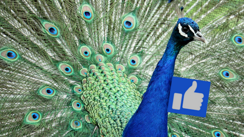 cosa sono le vanity metrics