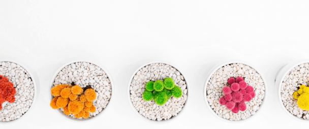 A row of 4 different colored succulents against a white background