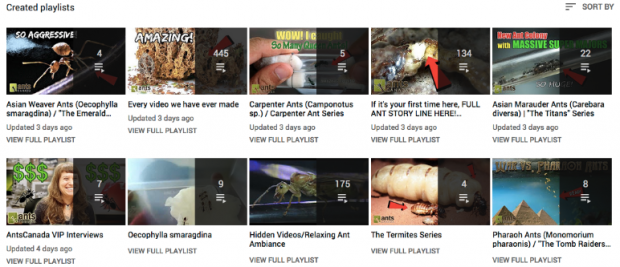 AntsCanada YouTube playlist