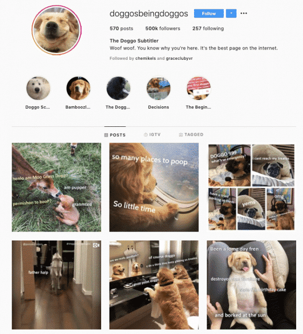 Instagram profile for @doggosbeingdoggos